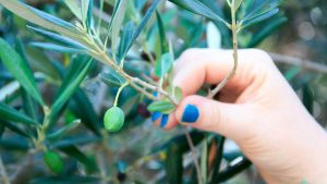 Diese Oliven sind zum Auspressen gedacht