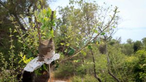 Veredelungsstelle bei einem Olivenbaum