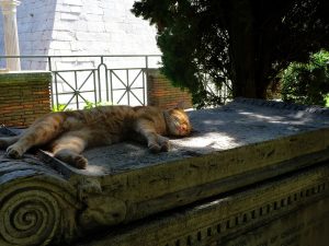 Protestantische Friedhof, Rom, Katzen