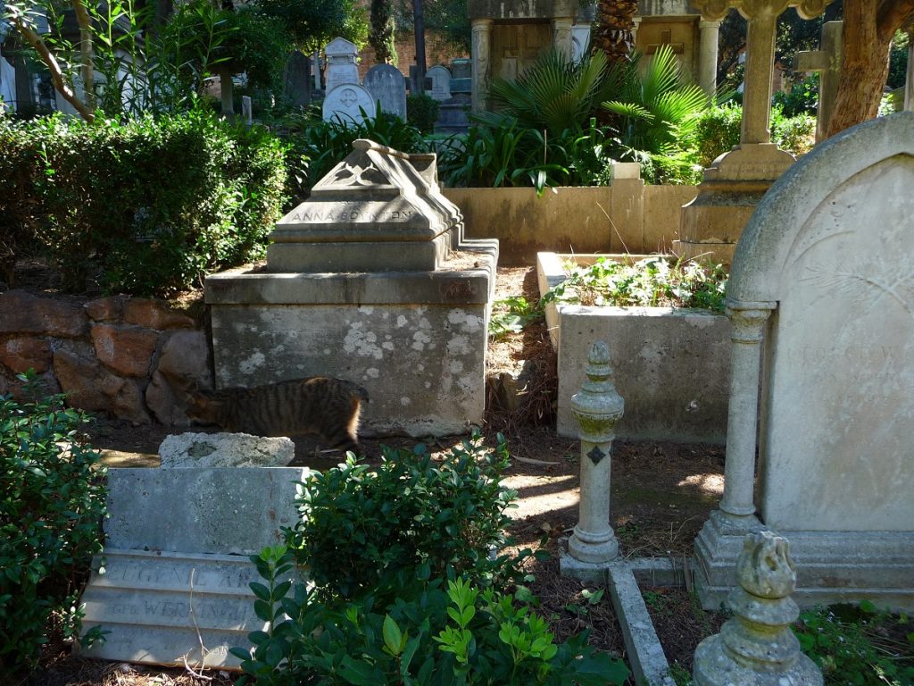 Protestantischer Friedhof, Rom, Katzen