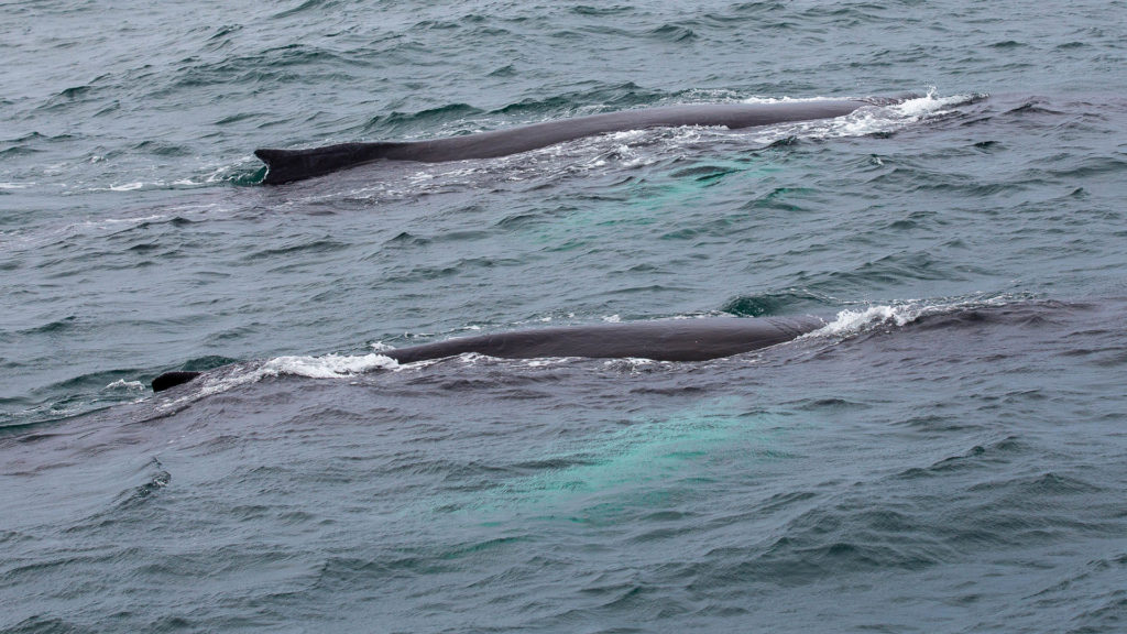 Zwei Wale nahe der Mega Nova