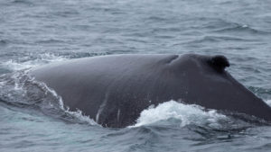 Ein Buckel eines Buckelwals
