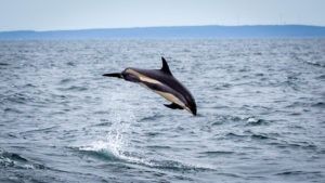 Ein Delfin beim Springen