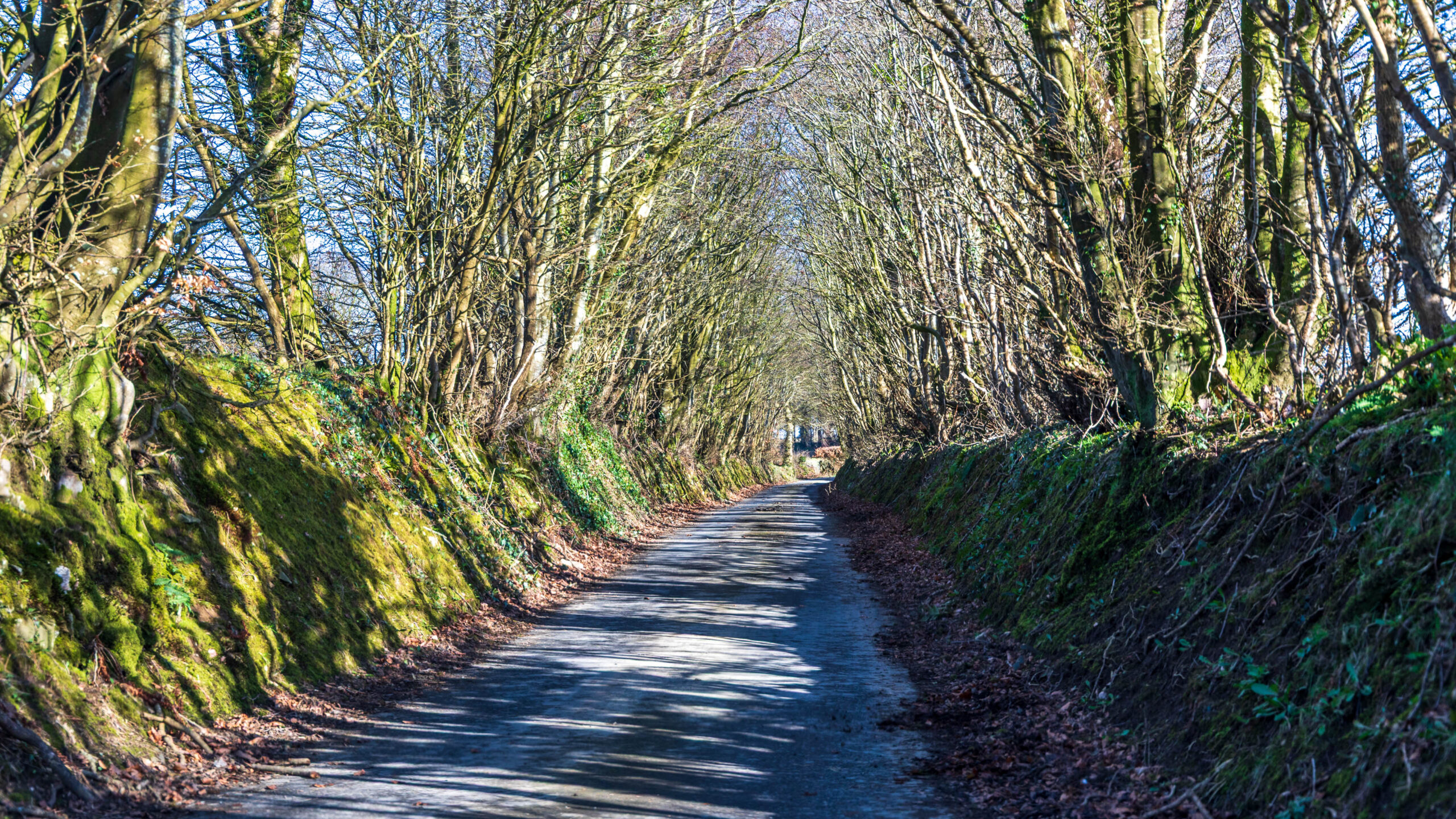 Schmale Singletrack Road in der walisischen Landschaft