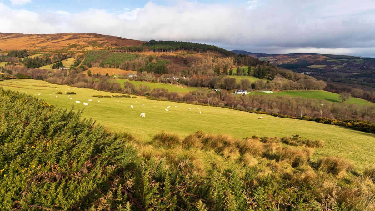 Grüne Hügellandschaft mit Schafen in Wicklow, Irland